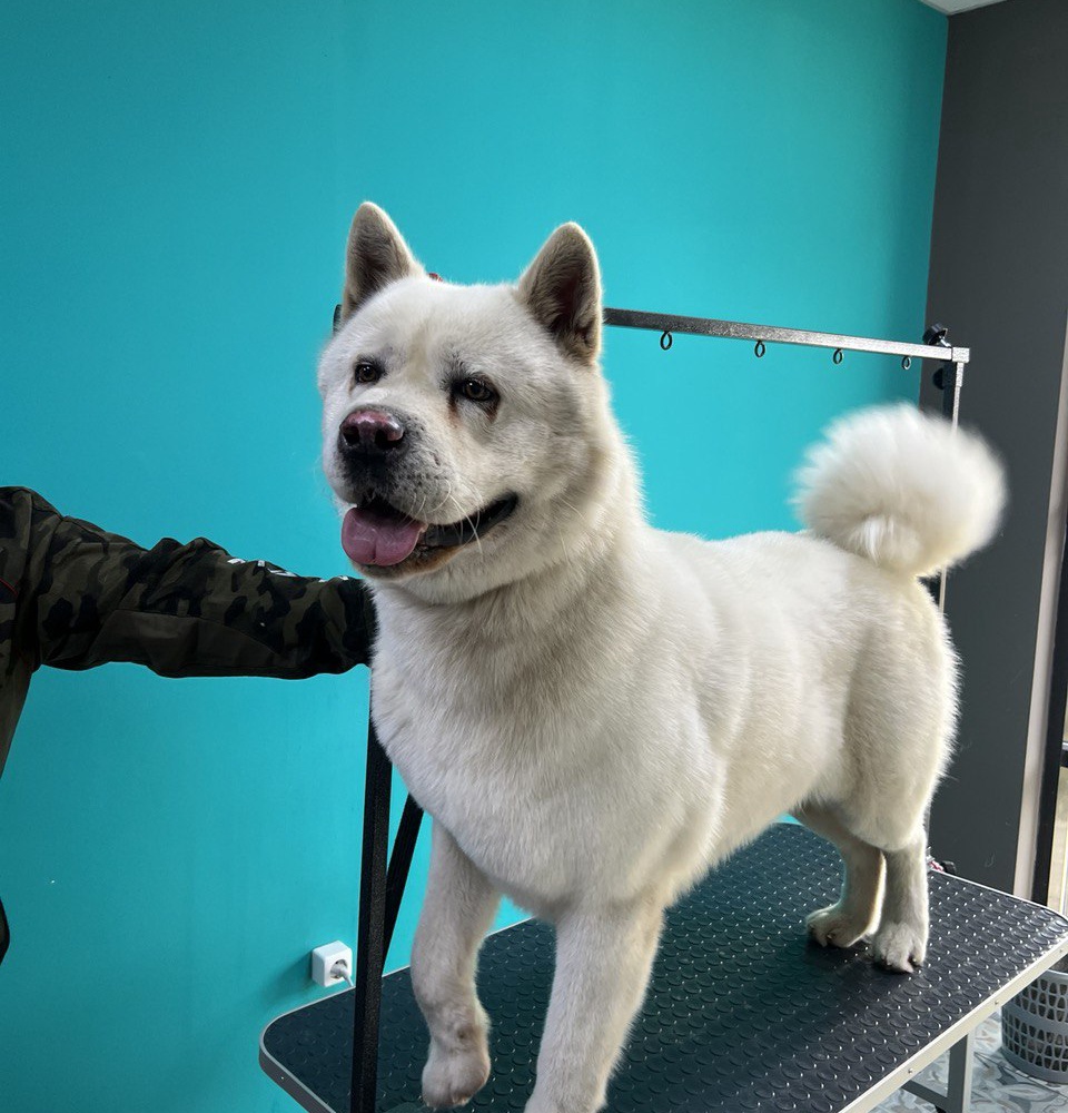 Pet Project: Ваш питомец - наш любимый проект!